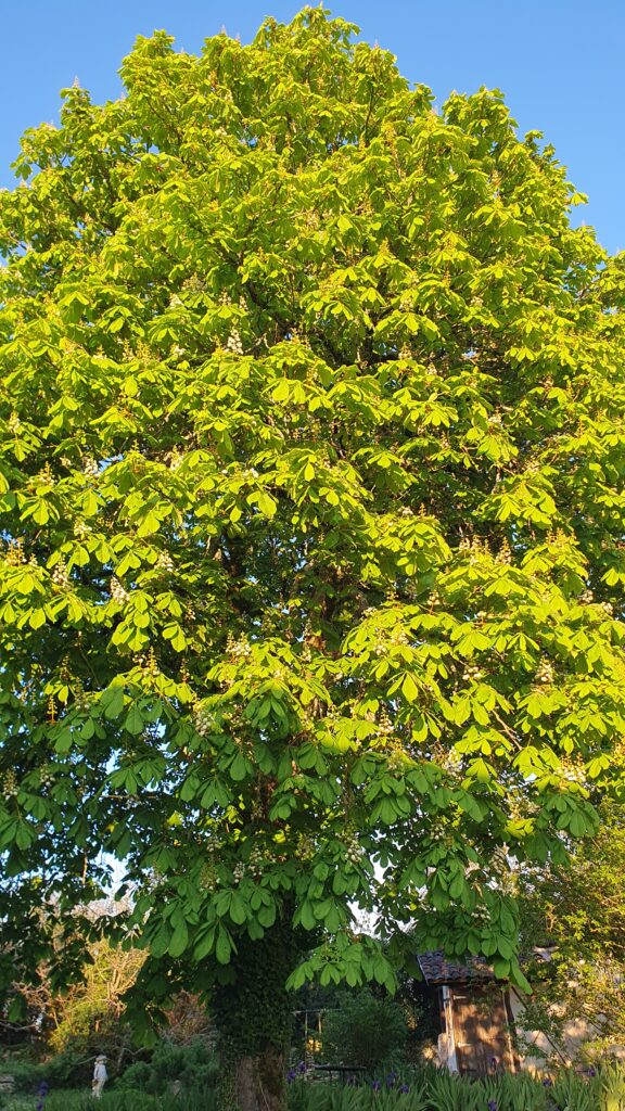 Such a magnificent chestnut tree