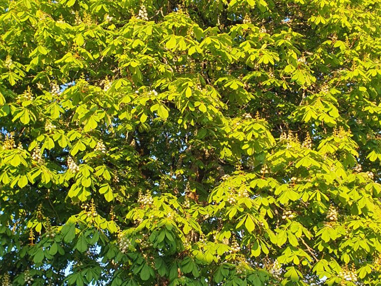 Such a magnificent chestnut tree