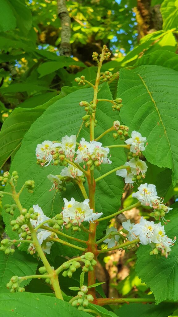 The chestnut tree flowers