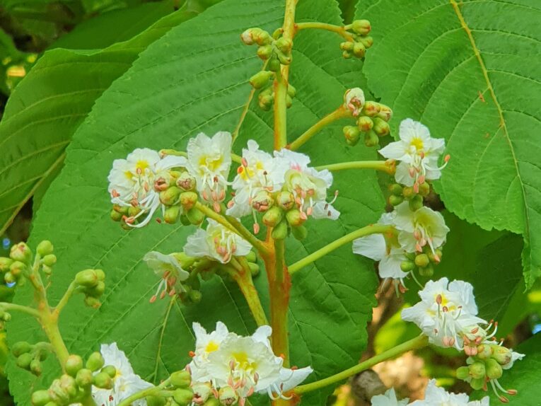 The chestnut tree flowers
