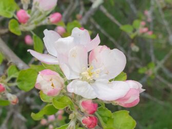 Fruit tree blossom