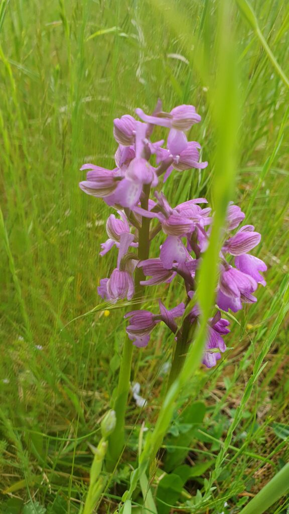 These wild orchids fill the fields in the spring