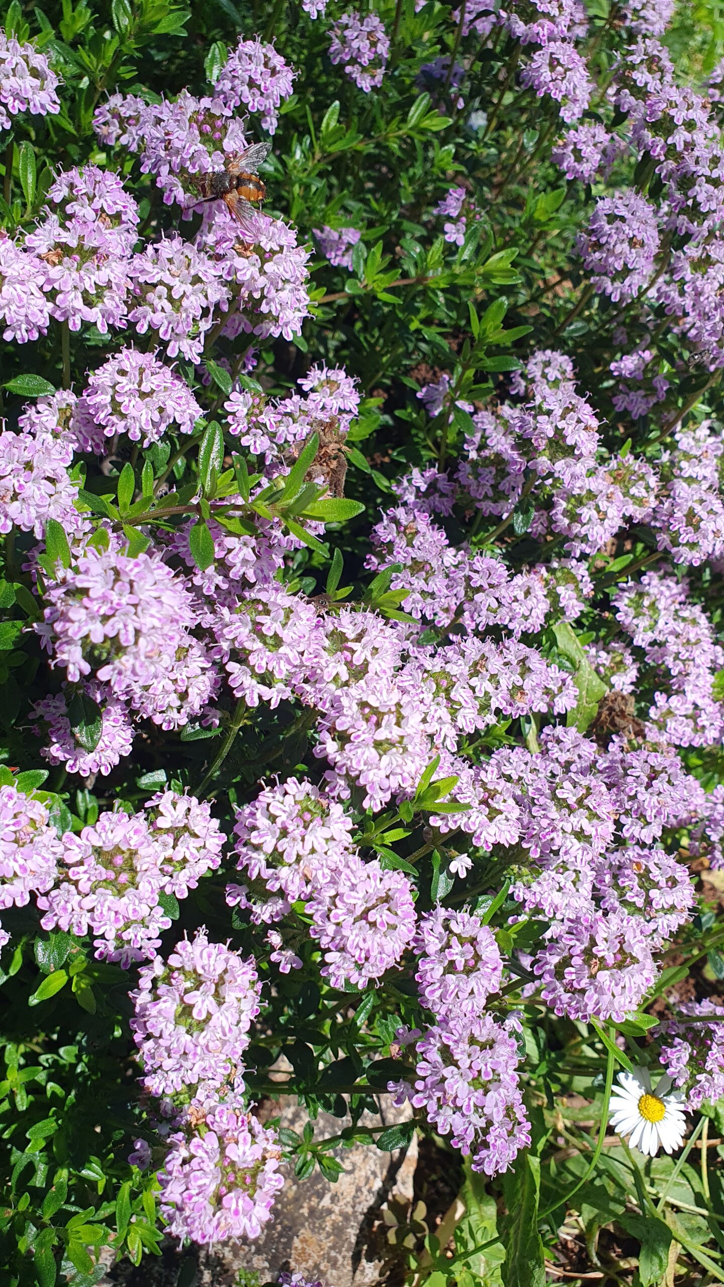 Blossoms that are buzzing with insects