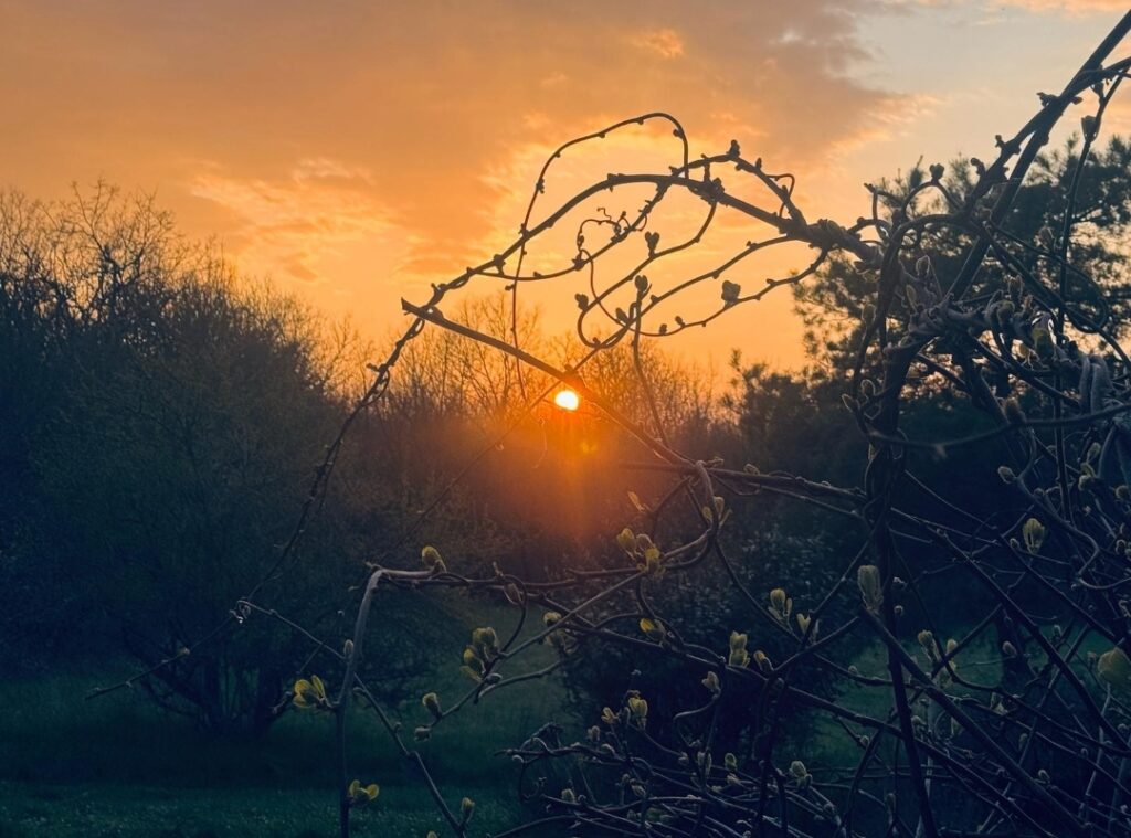 the abundance of nature and beauty of sunsets