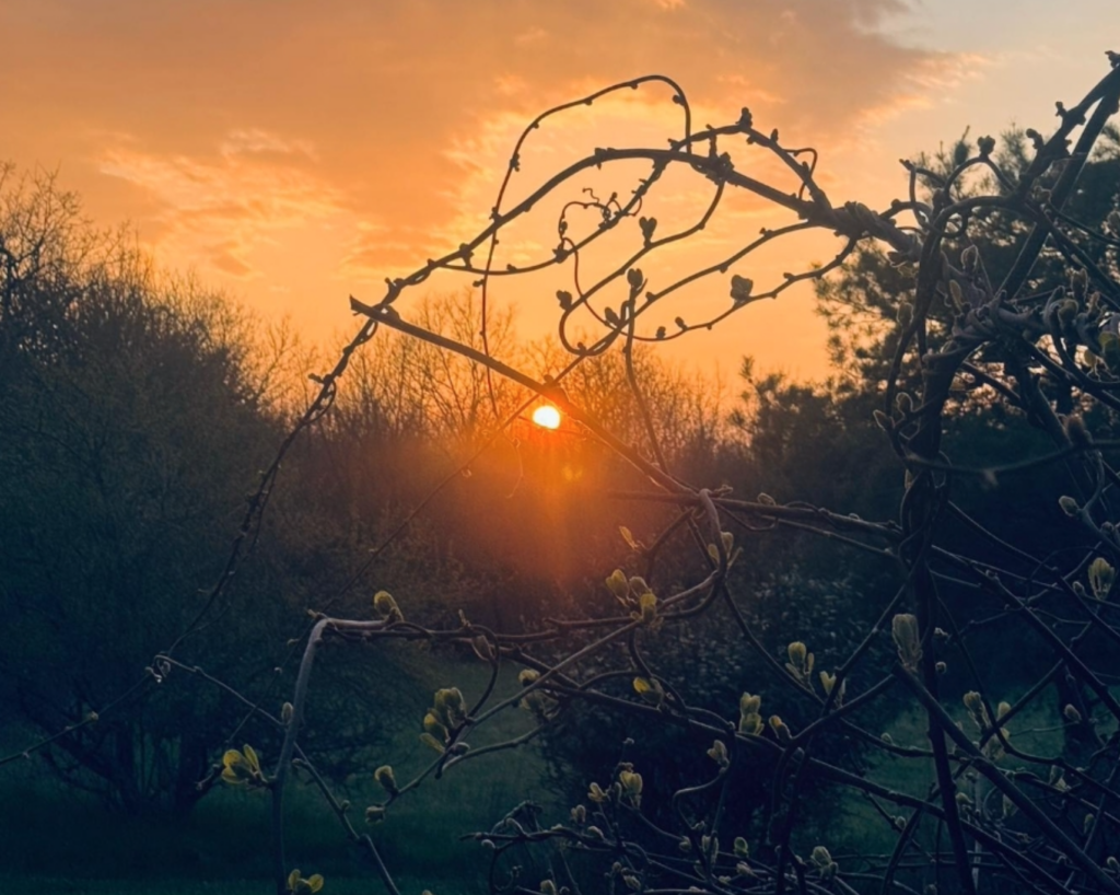 sunset over the trees